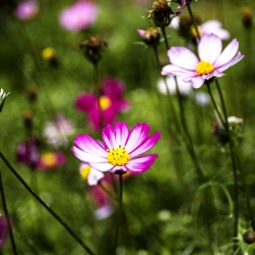 格桑花