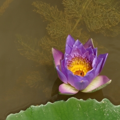 睡莲花