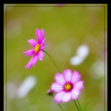 梦幻格桑花
