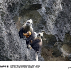白头叶猴