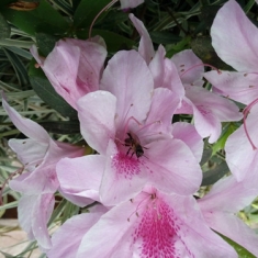花香蜂为媒