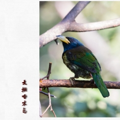 大拟啄木鸟
