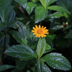 花与叶
