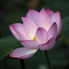 西大荷花