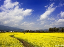3月4日（周日）上林大龙湖、油菜花踏春游[南宁市]