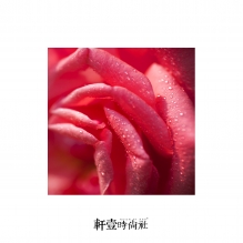 [生态微距]玫瑰