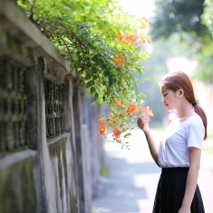 又见凌霄花