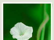小花