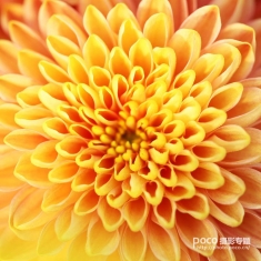 简明扼要 教你唯美菊花怎么拍