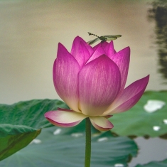 蜻蜓恋荷花