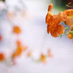 第二季凌霄花
