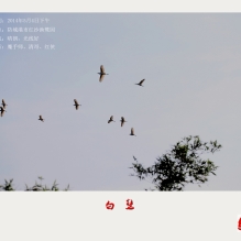 防城港红沙拍鹭