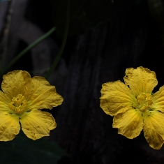 丝瓜花