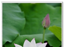 夏荷