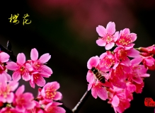 樱花迎春