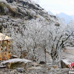 广西北部山区草木着“水晶装”宛如童话世界