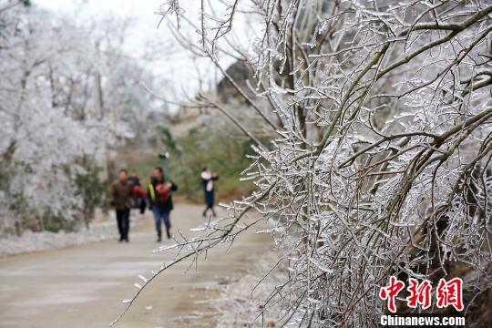 人们穿行在草木皆“冰”的环境里。　谭凯兴　摄