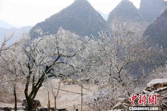 草木穿着“水晶装”，晶莹剔透。　谭凯兴　摄