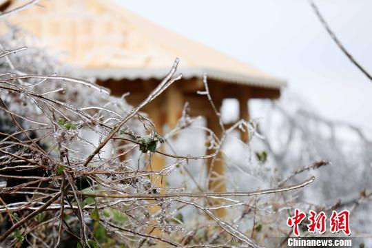穿着“水晶装”的草木与房屋相映成趣。　谭凯兴　摄