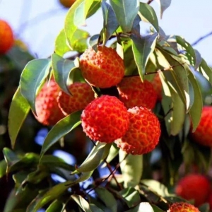 2018年灵山荔枝节来啦，还有“荔枝系列饮品”好喝到尖叫！